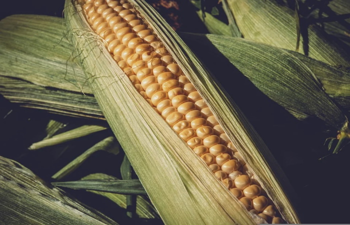 Cuenta regresiva para importación de maíz genéticamente modificado en México