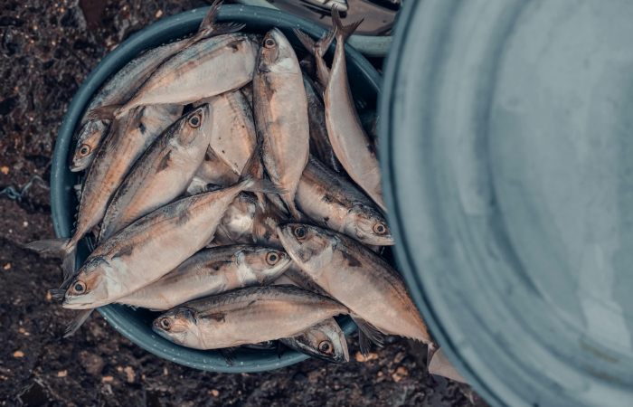 Falta de trazabilidad en productos marinos en México favorece pesca ilegal