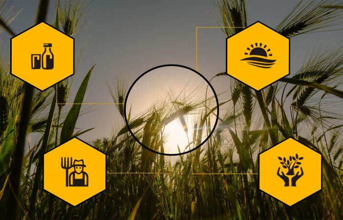 Descubren estructura de enzima vegetal que revolucionaría la protección de cultivos