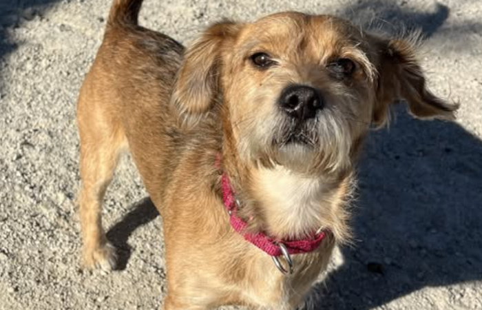 Emergencia canina moviliza rescate en refugio de Guadalajara