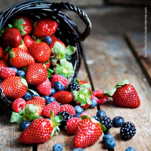 Berries, tercer lugar en exportaciones agroalimentarias nacionales