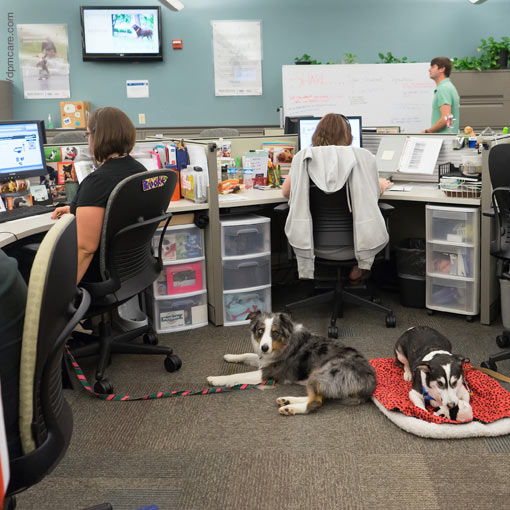 Cultura laboral pet-friendly