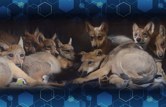 Crías de lobo mexicano nacen en medio de posible extinción