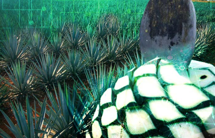 El conflicto del mezcal 