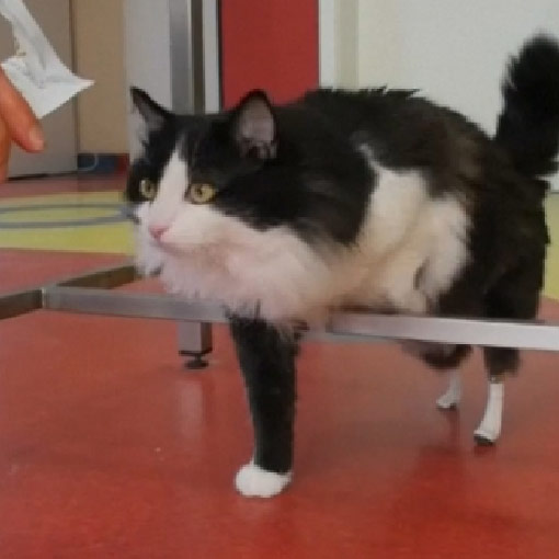 Pooh en rehabilitación