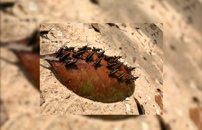 Insectos en una hoja mal identificados como un "naufragio".