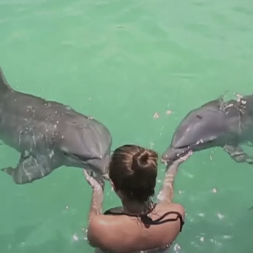 Mitos y realidades sobre nadar con delfines