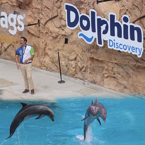 Delfines apoyan causas benéficas en el Día del Niño