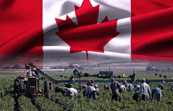 Canadá: la mejor opción para trabajadores agrícolas mexicanos