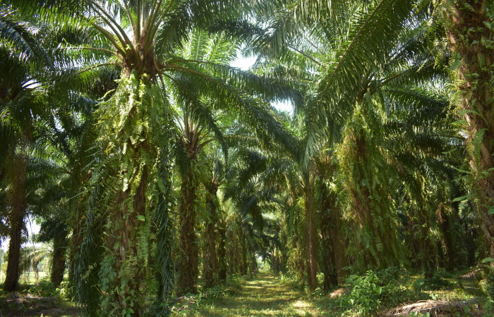 Cooperación entre organizaciones es el camino a agricultura sostenible: FEMEXPALMA